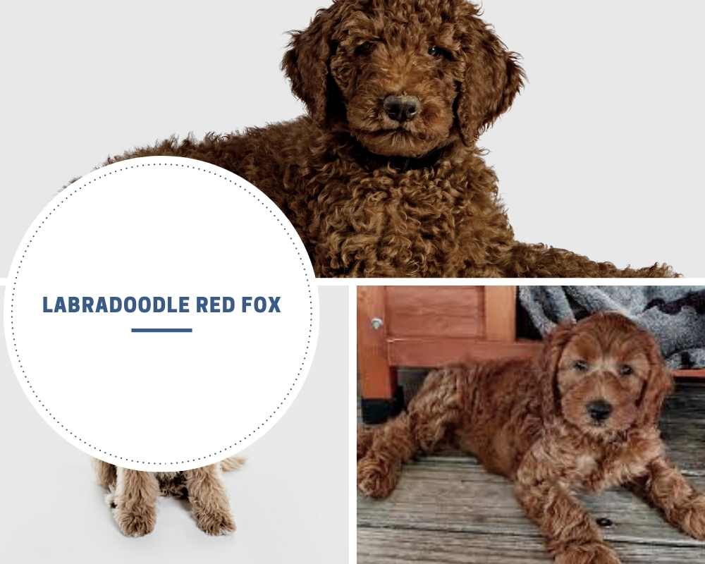 Labradoodle Red Fox